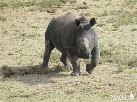 Rhino Conservation South Africa | AfricaHunting.com