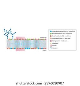 Diagrams Showing Schematic Structure Cytoplasmatic Membrane Stock