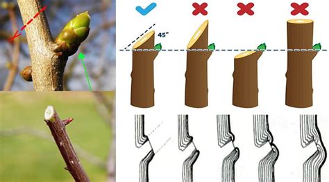 Aprender Sobre 34 Imagem Como Fazer Poda De Cerejeira Br