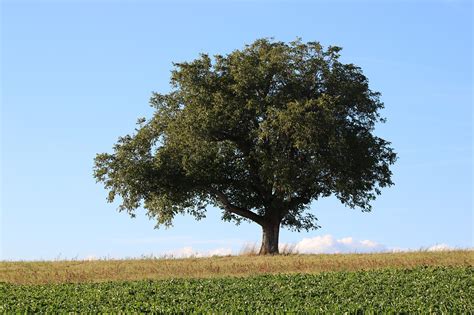 Lonely Tree Nature Windows Free Photo On Pixabay Pixabay