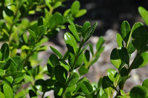 Winter Gem Boxwood