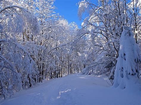 Fondos de pantalla Árboles paisaje bosque naturaleza nieve