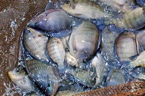 High Yield Tilapia Farming Techniques - Agri Search