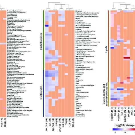 Clustered Heat Map Profiles Of The Relative Abundance For Download Scientific Diagram