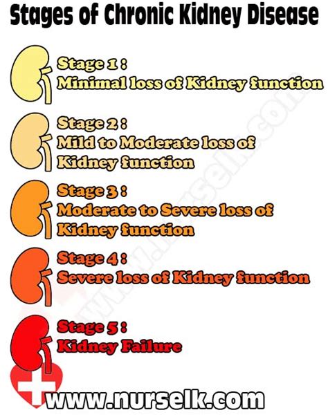 Stages of Chronic Kidney Disease | Nurselk.com