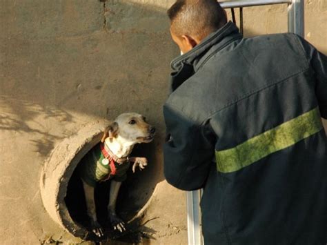 G Cachorro Resgatado Ap S Ficar Preso Em Rede De Esgoto Not Cias