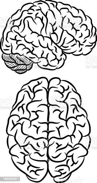 Brain Silhouette Stock Illustration Download Image Now Anatomy