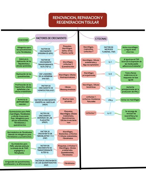 Arriba Imagen Mapa Mental Del Proceso Inflamatorio Abzlocal Mx