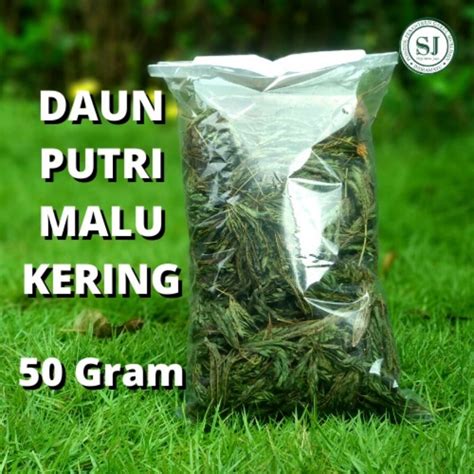 Jual Daun Putri Malu Kering Murah Shopee Indonesia