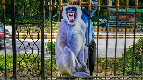 G20 Delhi To Scare Monkeys Away From Summit With Cut Outs And Mimicry