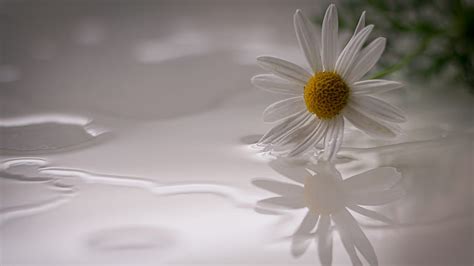 Daisy Flower Background Petals Hd Wallpaper Pxfuel