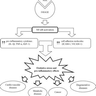 Schematic Representation Of Direct And Indirect Effects Of AGE F RAGE