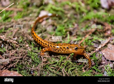 Long Tailed Salamander Eurycea Longicauda Stock Photo Alamy