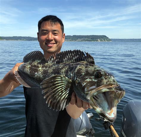 Puget Sound Lingcod Fishing Riptidefish