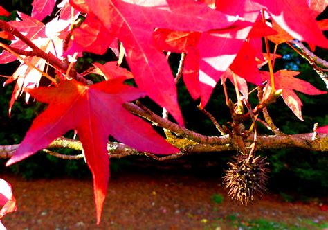 autumn liquidambar and fruit | Dr M Goes Wild