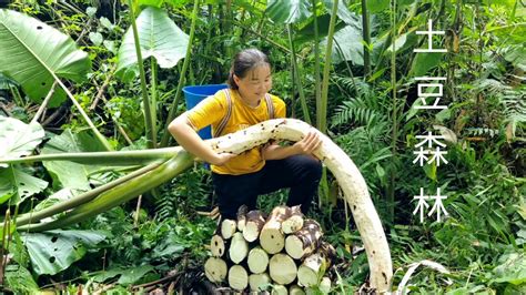 Harvest Giant Taro And Bring It To Market To Sell Buy Machines