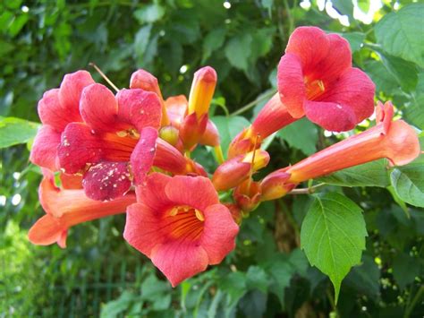Bignone – Giverny News