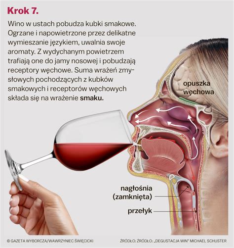 Degustacja Wina Czyli Jak Smakowa Bada I Ocenia Wino