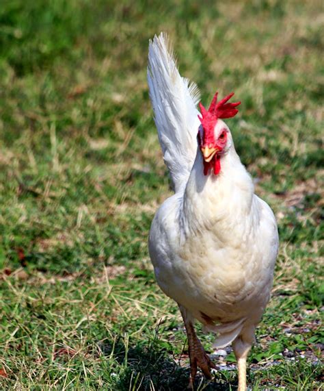 Ben's Journal: Oxon Hill Farm - Farm Fun For The Fam