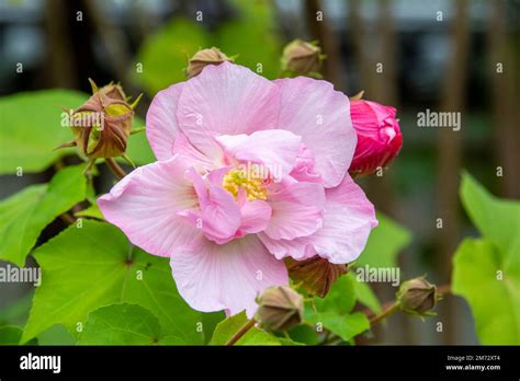 The Closeup Image Of Pink Cotton Rose Hibiscus Mutabilis Is A Plant