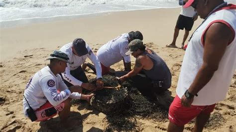 Capturan Cocodrilo En Playa Cerritos De Mazatl N R Odoce