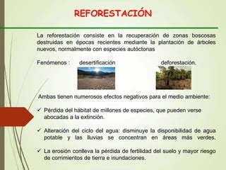 Diapositivas Reforestacion Ppt