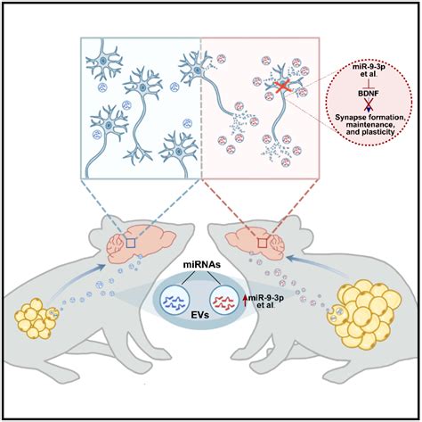 Cell子刊：科学家首次发现外泌体介导脂肪 大脑间通讯，并促进糖尿病认知功能障碍的发生腾讯新闻