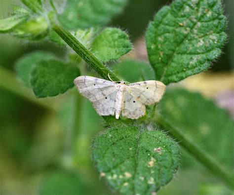 Idaea Politaria Geometridae Butterflies Of Crete