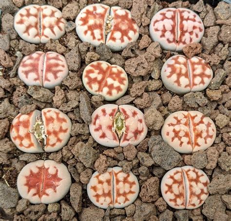 Lithops Karasmontana Top Red Selection Living Stones Plants