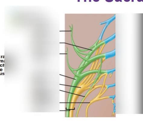 The Spinal Roots Ventral Rami And Major Branches Of The Sacral Plexus