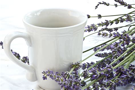 Infusi N De Lavanda Para Qu Sirve Y C Mo Se Prepara Innatia