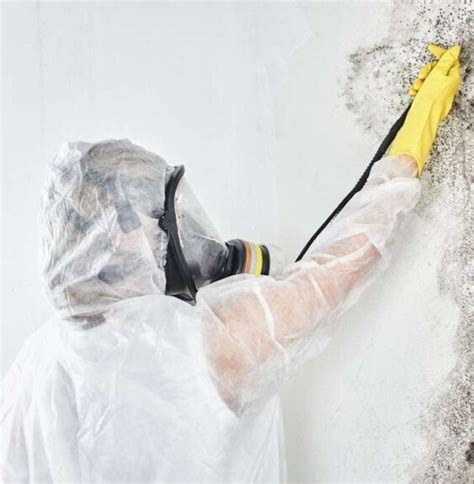 Mold Stain & Odor Removal Services | Mold Mildew Smell Removal