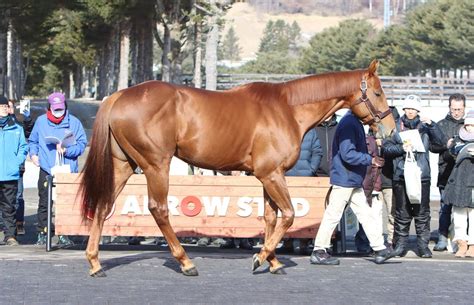 【注目新種牡馬紹介】g1・3勝テーオーケインズ 産駒は芝、ダート問わない幅広い活躍を期待 競馬写真ニュース 日刊スポーツ