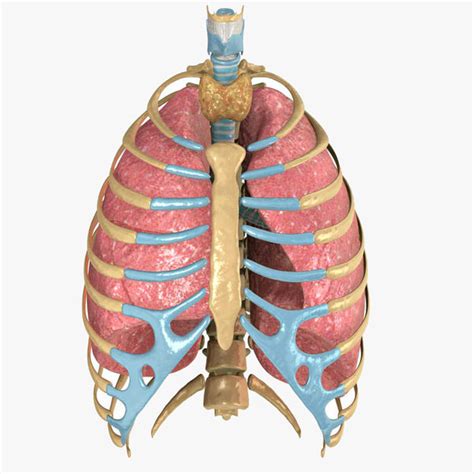 Human Rib Cage Respiratory D Model