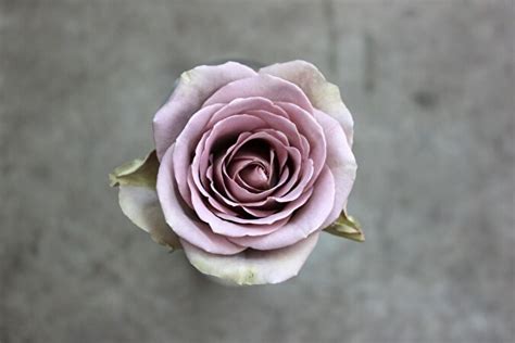 Роза Амнезия — фото и описание сорта с отзывами