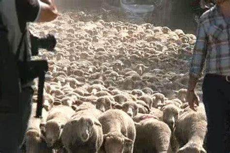 La transhumance à Saint Rémy de Provence