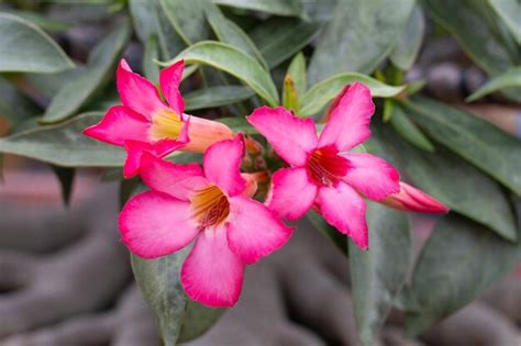 Premium Photo Adenium Obesum Flowers Green Leaves