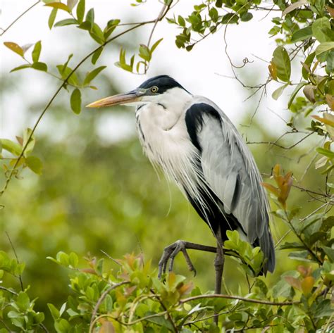 Cocoi Heron Owen Deutsch Photography