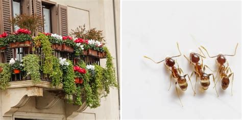 Comment Se D Barrasser Des Fourmis Sur Le Balcon Solutions