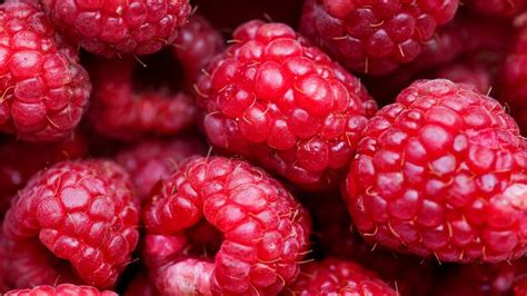 Exploring Health Benefits Of Raspberries Here Are Reasons Why You