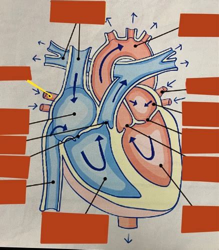 Cardiac Flashcards Quizlet