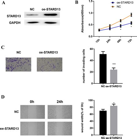 Stard13 Overexpression Hinders Malignant Behaviors Of Luad Cells A The