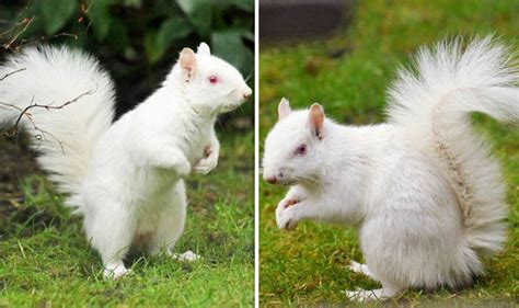 Albino animals: Rare WHITE squirrel spotted in London suburb | Nature | News | Express.co.uk