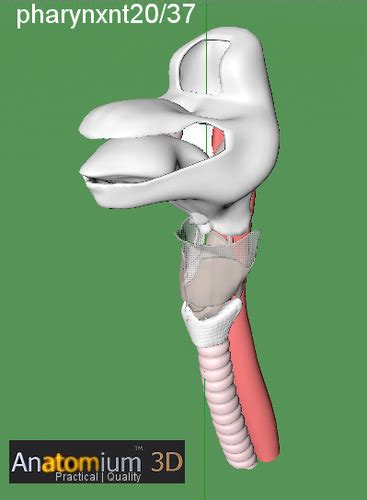 Larynx Pharynx Throat 3d Model Fbx