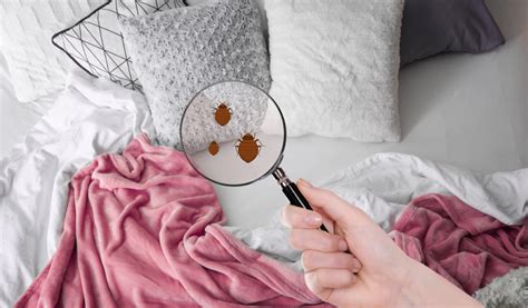 Professional Bed Bug Extermination When To Seek Expert Help