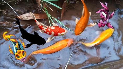 Menemukan Ikan Hias Ikan Komet Ikan Koi Ikan Lele Youtube