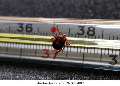 High Fever Result Bite Ixodid Tick Stock Photo 1340389892 | Shutterstock