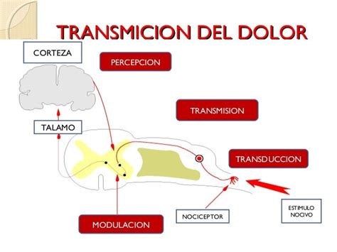 Fisiologia Del Dolor Unefm