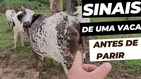 Identificando Os Sinais De Uma Vaca Antes De Parir Youtube