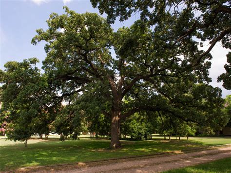 Bur Oak Tree - Dallas, Texas - Treeland Nursery